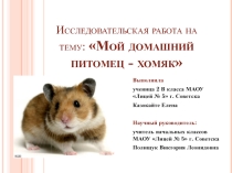 Исследовательская работа на тему Мой домашний питомец - хомяк, презентация