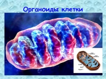 Презентация по биологии Органоиды клетки