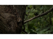 Презентация к уроку биологии 7 класс Внешнее строение птиц