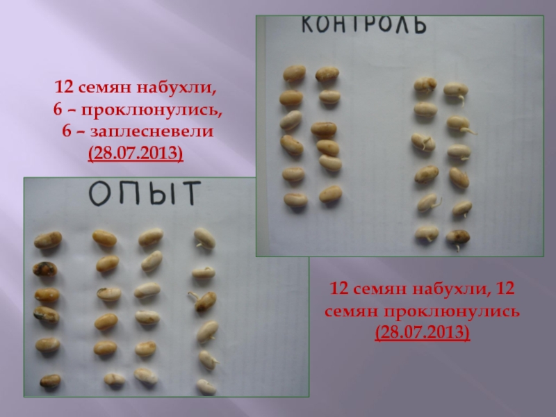 Презентация к исследовательской работе Влияние Wi-Fi-излучения на рост и развитие фасоли обыкновенной 12 семян набухли, 12 семян проклюнулись (28.07.2013)12 семян набухли, 6 – проклюнулись, 6 – заплесневели (28.07.2013) 12 семян набухли, 12 семян проклюнулись (28.07.2013)12 семян набухли, 6 – проклюнулись, 6 – заплесневели (28.07.2013)