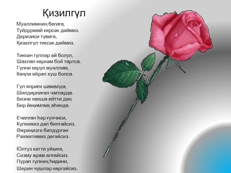 Презентация по литературному чтению на тему Кизилгүл ҚизилгүлМуәллимниң беғиға, Туйдурмай кирсәк дәймиз.Деризиси түвигә,Қизилгүл тиксәк дәймиз.Тиккән гүлләр әй болуп,Шахлап ҚизилгүлМуәллимниң беғиға, Туйдурмай кирсәк дәймиз.Деризиси түвигә,Қизилгүл тиксәк дәймиз.Тиккән гүлләр әй болуп,Шахлап көркәм бой тартса.Гүлни көрүп муәллим,Көңли яйрап