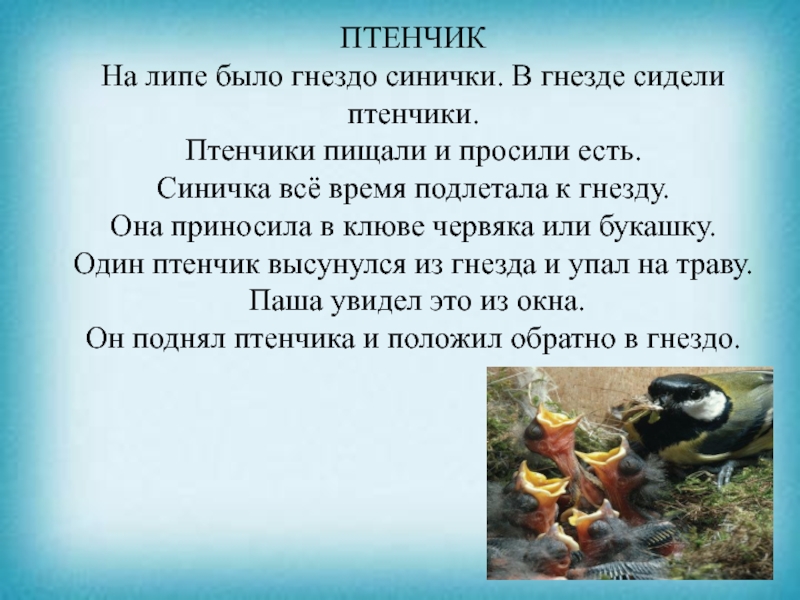 Презентация к уроку чтения ПТЕНЧИКНа липе было гнездо синички. В гнезде сидели птенчики. Птенчики пищали ПТЕНЧИКНа липе было гнездо синички. В гнезде сидели птенчики. Птенчики пищали и просили есть. Синичка всё время