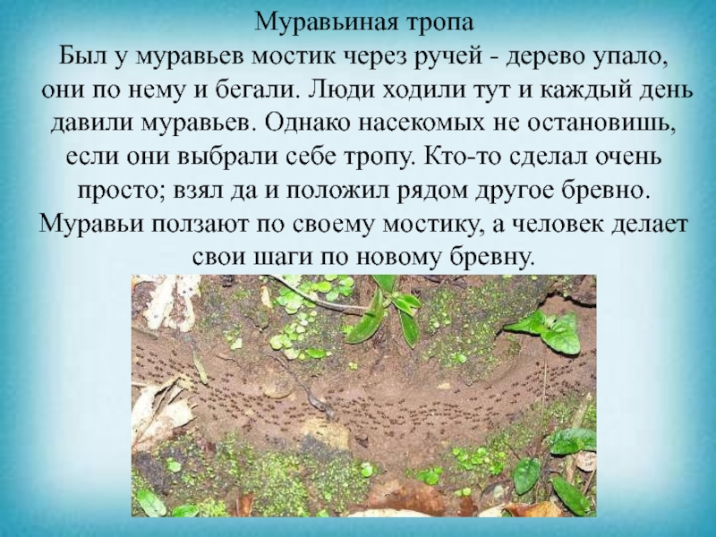 Презентация к уроку чтения Муравьиная тропаБыл у муравьев мостик через ручей - дерево упало, они Муравьиная тропаБыл у муравьев мостик через ручей - дерево упало, они по нему и бегали. Люди ходили