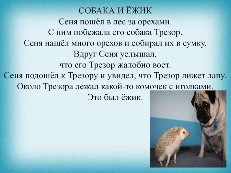 Презентация к уроку чтения СОБАКА И ЁЖИКСеня пошёл в лес за орехами. С ним побежала СОБАКА И ЁЖИКСеня пошёл в лес за орехами. С ним побежала его собака Трезор. Сеня нашёл много