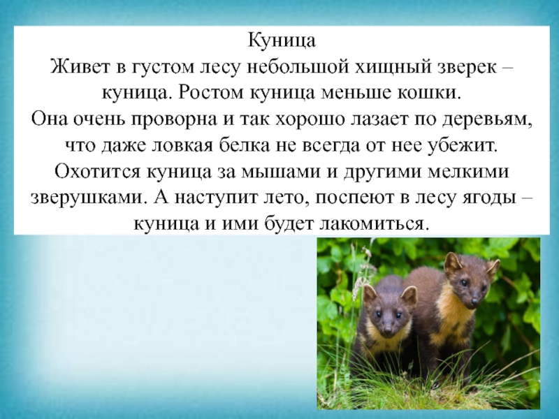 Презентация к уроку чтения КуницаЖивет в густом лесу небольшой хищный зверек – куница. Ростом куница КуницаЖивет в густом лесу небольшой хищный зверек – куница. Ростом куница меньше кошки. Она очень проворна и