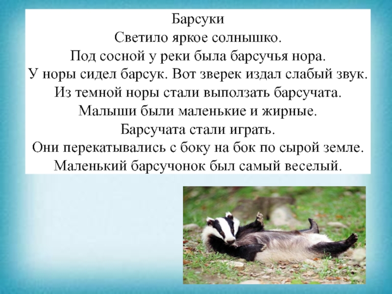 Презентация к уроку чтения Барсуки Светило яркое солнышко. Под сосной у реки была барсучья нора. У Барсуки Светило яркое солнышко. Под сосной у реки была барсучья нора. У норы сидел барсук. Вот зверек издал