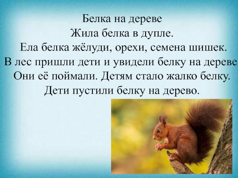 Презентация на тему Белка на деревеЖила белка в дупле. Ела белка Белка на деревеЖила белка в дупле. Ела белка жёлуди, орехи, семена шишек. В лес пришли дети и