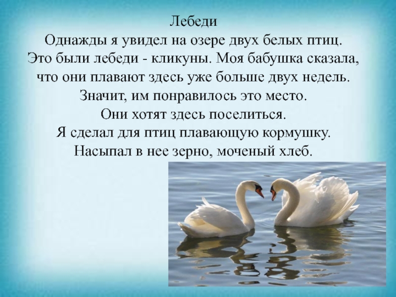 Презентация к уроку чтения ЛебедиОднажды я увидел на озере двух белых птиц. Это были лебеди ЛебедиОднажды я увидел на озере двух белых птиц. Это были лебеди - кликуны. Моя бабушка сказала, что