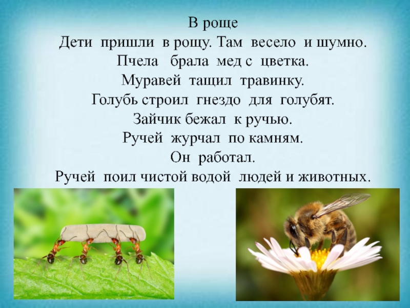 Презентация к уроку чтения В рощеДети пришли в рощу. Там весело и шумно. Пчела брала мед с цветка. Муравей тащил травинку. Голубь строил гнездо для голубят. Зайчик бежал к ручью. Ручей журчал по камням. Он работал. Ручей поил чистой водой людей В рощеДети пришли в рощу. Там весело и шумно. Пчела брала мед с цветка. Муравей тащил травинку. Голубь строил гнездо для голубят. Зайчик бежал к ручью. Ручей журчал по камням. Он работал. Ручей поил чистой водой людей и животных. В рощеДети пришли в рощу. Там весело и шумно. Пчела брала мед с цветка.
