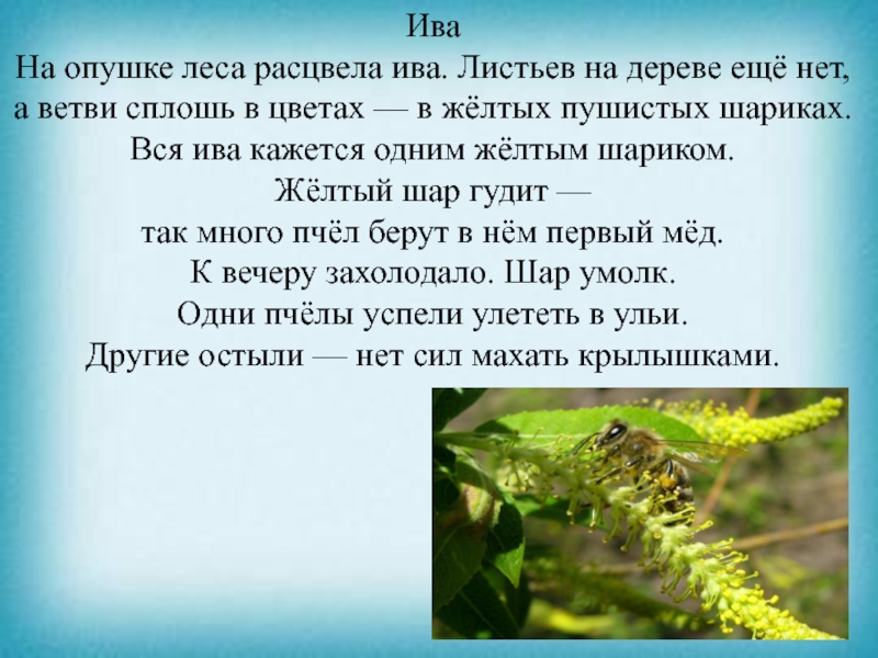 Презентация к уроку чтения ИваНа опушке леса расцвела ива. Листьев на дереве ещё нет, а ИваНа опушке леса расцвела ива. Листьев на дереве ещё нет, а ветви сплошь в цветах — в