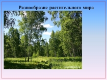 Презентация по биологии на тему Растительный мир 11 класс