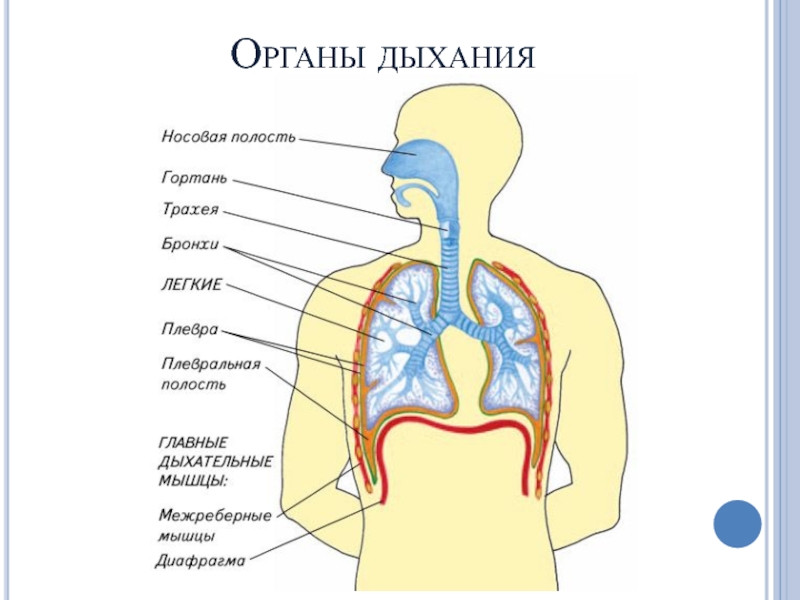 Презентация по биологии на тему Строение и функции органов дыхания (8 класс) Органы дыхания Органы дыхания