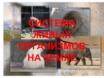 Презентация по биологии на тему Система живых организмов на Земле (10 класс)
