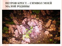 Презентация по биологии Петров крест.
