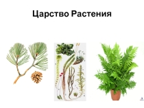 Презентация к уроку по теме  Растения 5 класс