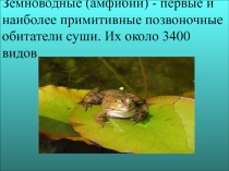 Презентация по биологии на тему Земноводные