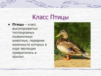 птицы