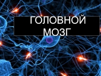 Презентация по биологии на тему: Головной мозг