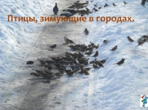 Презентация по окружающему миру 3 класс по теме Птицы,зимующие в Москве