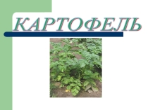 Презентация исследовательской работы Картофель