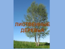 Презентация к уроку природоведения в 5 классе по теме лиственные деревья
