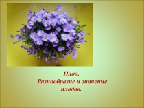 Презентация Плоды (6 класс)