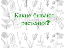 Презентация к уроку Какие бывают растения?