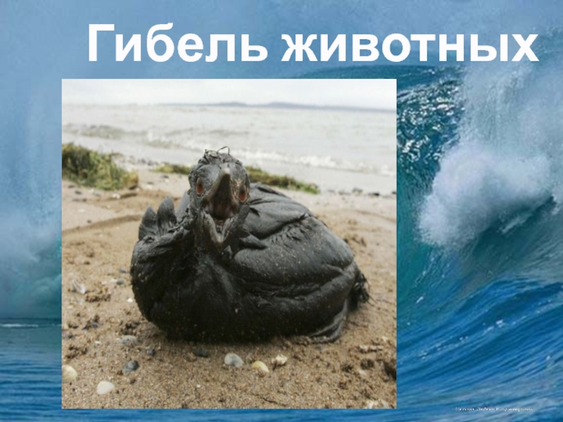 Презентация по окружающему миру Источники загрязнения и их последствия Гибель животных Гибель животных