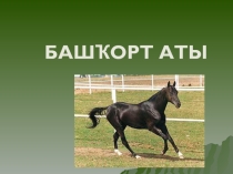 Башкирская лошадь Башкорт аты