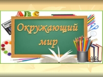 Презентация по окружающему миру на тему Грибы