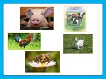 Презентация по окружающему миру на тему Животноводство (3 класс)