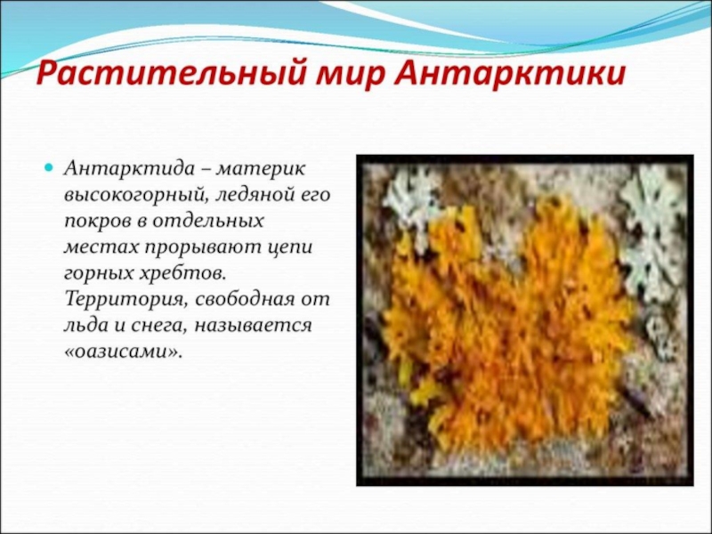 Растительный мир заполярных зон России , для старших дошкольников.
