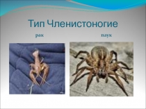 Презентация по теме Класс насекомые