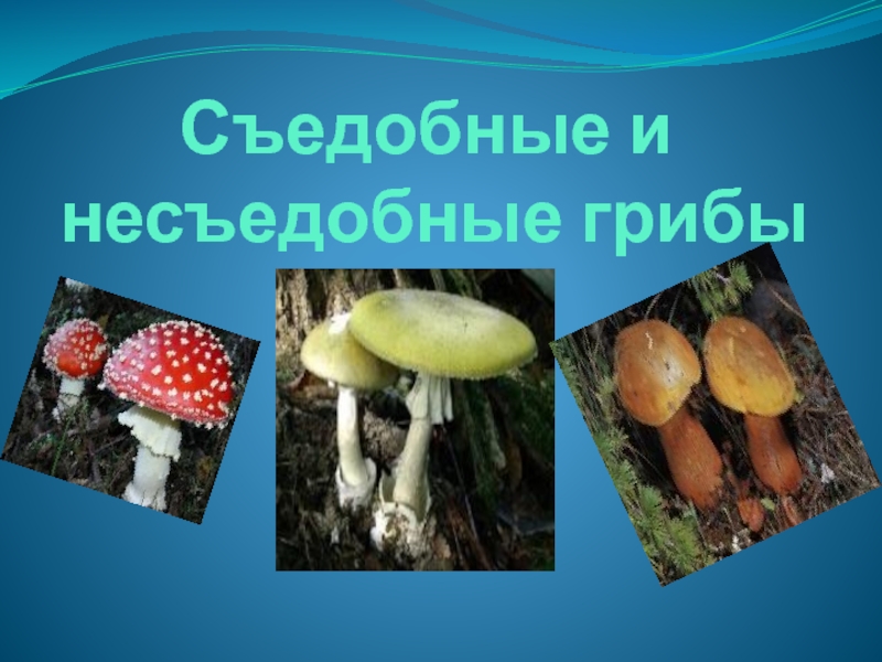 Презентация по предмету Естествознание, раздел Биология