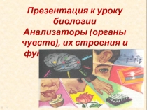 Презентация Анализаторы к уроку биологии в 8 классе