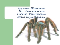 Класс Паукообразные