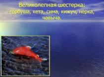 Презентация по географии на тему: Лососи
