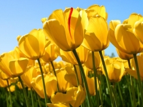 Презентация Супермалай (5 класс)