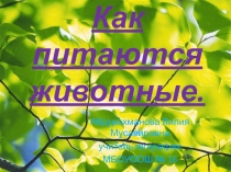 Презентация Способы питания животных