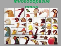 Презентация по биологии на тему Многообразие птиц