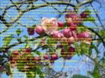 Презентация.Сценка посвященная 5- июня-Всемирного дня охраны окружающей среды. Тема: Наше богатство – наша природа и наши дети