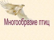 Презентация по биологии на тему  Многообразие птиц 7 класс