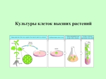 Презентация по биологии на тему Культуры клеток высших растений