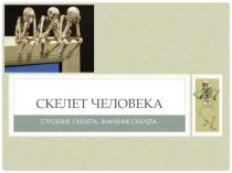 Презентация по естествознанию на тему: Скелет человека (9 класс)