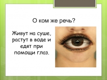 Презентация по биологии на тему: Земноводные(7класс)