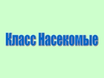 Класс насекомые
