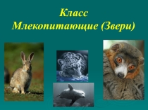 Презентация к уроку Класс млекопитающие