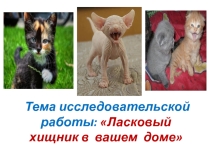 Исследовательская работа Ласковый хищник в вашем доме