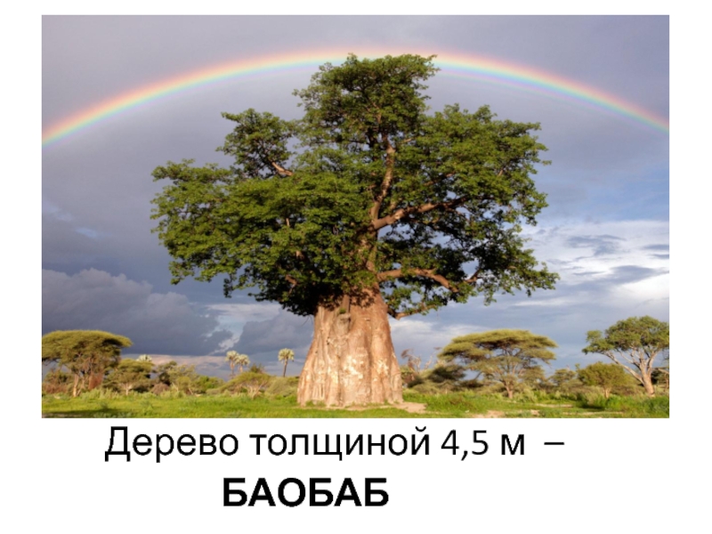 Презентация Зеленый наряд нашей планеты Дерево толщиной 4,5 м – БАОБАБ Дерево толщиной 4,5 м – БАОБАБ