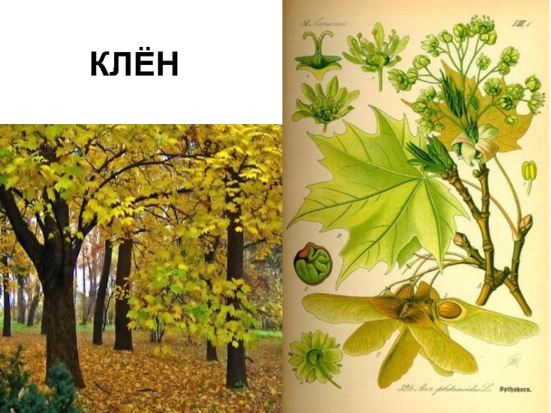 Презентация Зеленый наряд нашей планеты КЛЁН КЛЁН